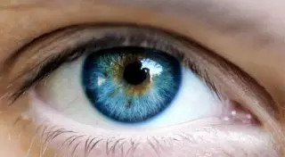 Ученые из Японии вырастили сетчатку и хрусталик глаза из стволовых клеток