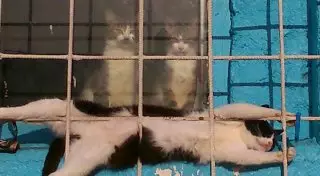 15 случаев, когда коты демонстрируют свою оригинальность