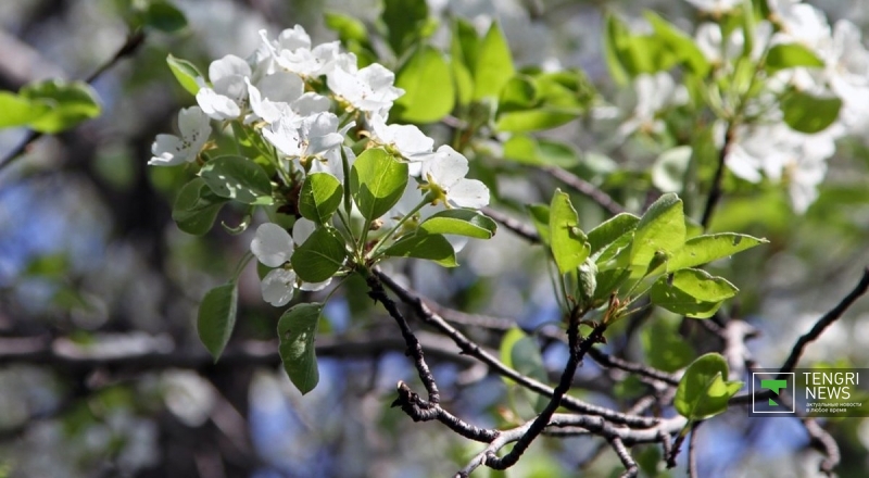 Фото © Tengrinews.kz