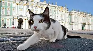 Коты Эрмитажа попали в рейтинг необычных достопримечательностей