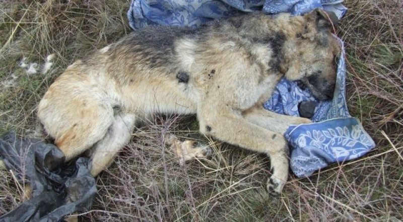 Фото © Алексей Божков\yk-news.kz