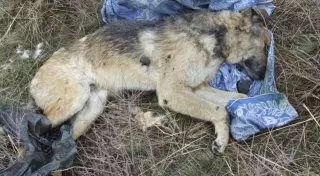 В окрестностях Усть-Каменогорска нашли сваленные в кучу тела более 20 собак