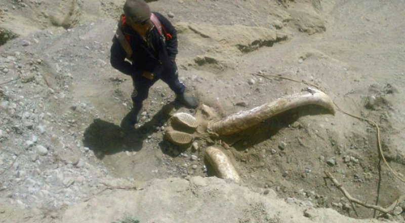 Фото tengrinews.kz