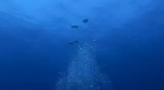 В коре Земли под толщей океана найдена жизнь