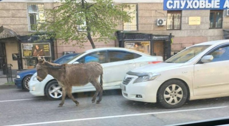 Фото ©Кайрат Кудайберген