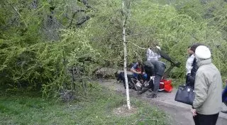 Женщину придавило деревом в Алматы