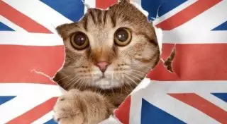 Кота взяли на работу в британский МИД