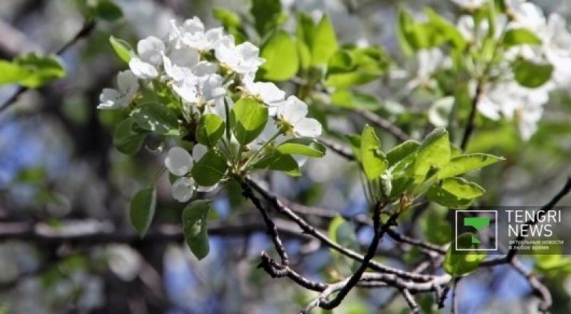 Фото: Tengrinews.kz