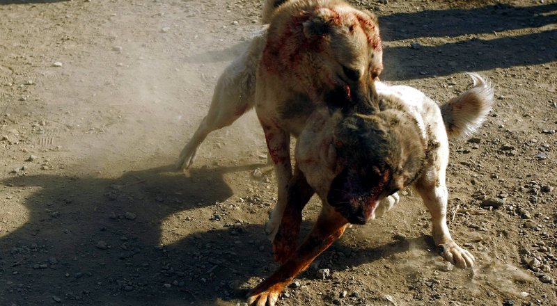 Собачьи бои. Иллюстративное фото©Reuters