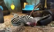 Обезглавленную зебру скормили тигру в норвежском зоопарке на глазах у посетителей