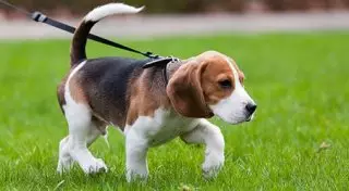 В Алматы пересмотрят правила содержания собак