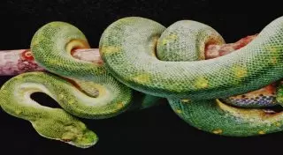 Самые длинные змеи, известные науке