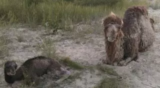 В Актау верблюдица бродила между машинами и родила верблюжонка