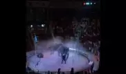 В Сеть выложили видео инцидента с взбунтовавшимися слонами в цирке Ташкента