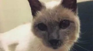 В США скончался самый старый кот в мире