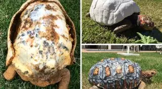 Черепахе напечатали первый в мире панцирь на 3D-принтере