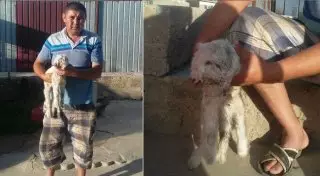 Двухголовый козленок родился в ЮКО