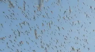 Нашествие комаров сняли на видео в Павлодарской области