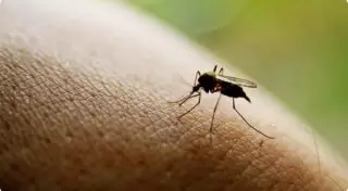 Вторую волну нашествия комаров и мошек прогнозируют в Павлодаре