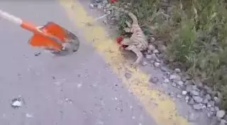 Видеоиздевательство над вараном в ЮКО попало в сеть