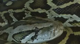 Карагандинец живет в одной квартире c питоном и ящерицами