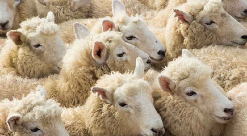 Фото с сайта mignews.com