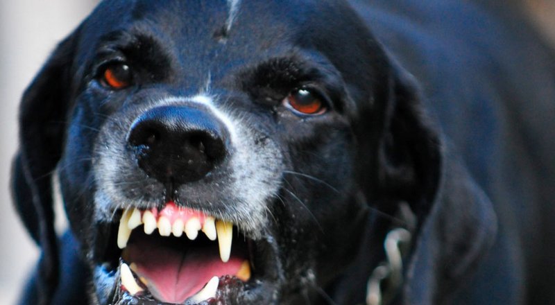 Фото с сайта prosobak.com