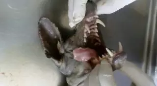 Житель украинского села заколол вилами "чупакабру"