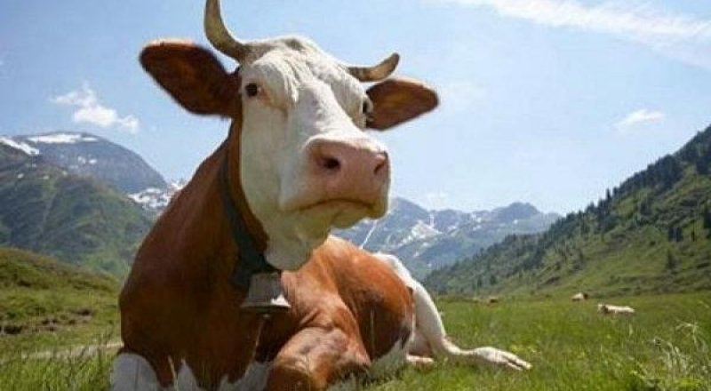 Фото с сайта animalsfoto.com