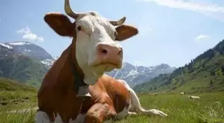 Кыргызстанцев начали пугать зараженным сибирской язвой мясом