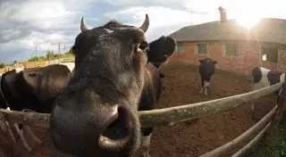 Около 50 сибиреязвенных захоронений не установлены в Павлодарской области