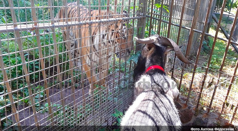 Фото с сайта safaripark25.ru