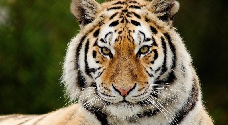 Фото с сайта indianroom.ru