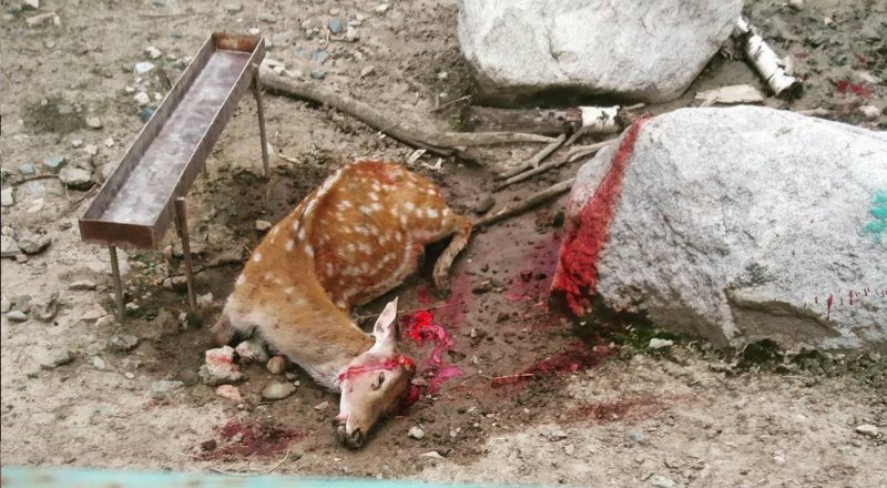 Фото из instagram @i_zhan_chik