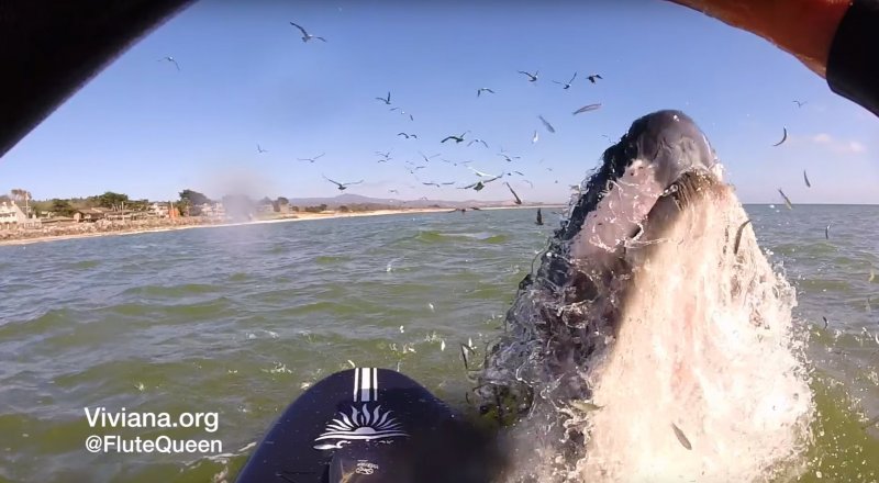 Кадр из видеоролика YouTube