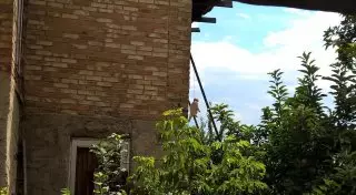 Повешенный кот во дворе дома в Алматы оказался игрушкой