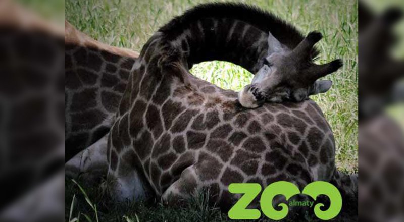 Фото предоставлено пресс-службой зоопарка Алматы