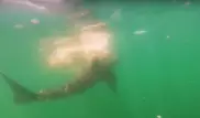 Ученые сняли на видео поедание туши кита белой акулой