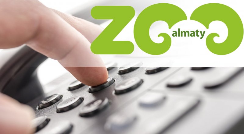 Коллаж © Tengrinews.kz