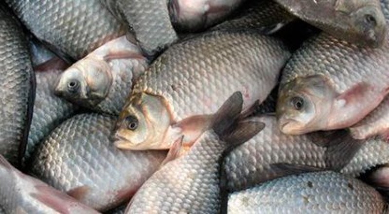 Фото с сайта enigma-project.ru