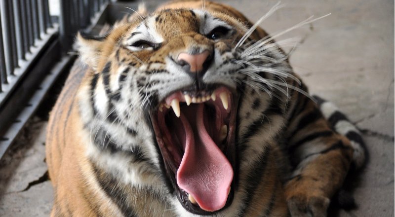 Фото пресс-службы зоопарка Алматы