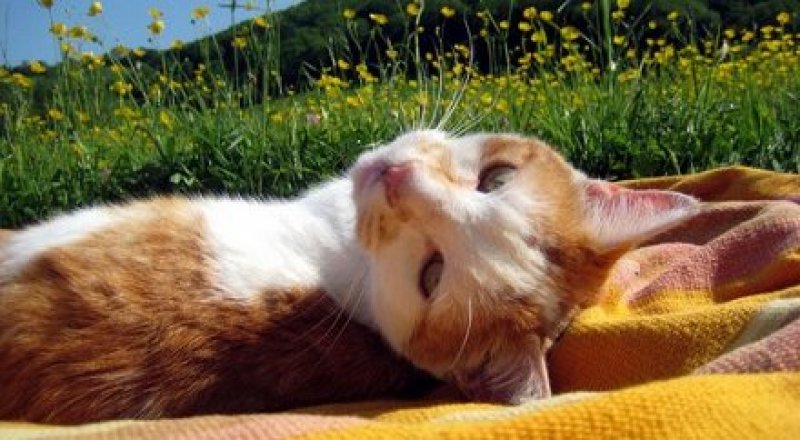 Фото с сайта nnm.me