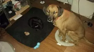 Эти коты показали, кто в доме хозяин