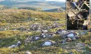 Удар молнии лишил жизни 323 оленей в Норвегии
