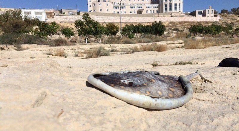 Фото © Tengrinews