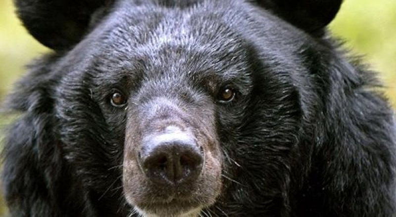 Фото с сайта animalsfoto.com