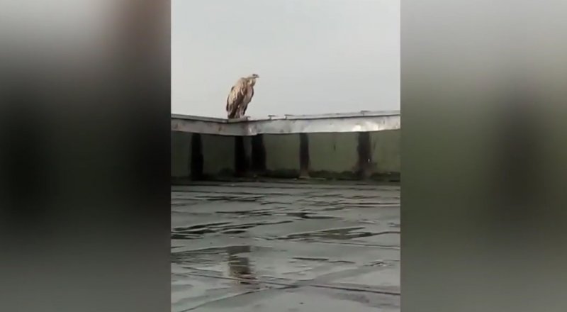 Кадр из видео youtube