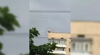 Грифа, всполошившего алматинцев, поймали и доставили в питомник