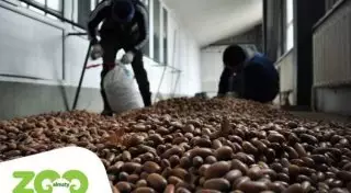 Алматинский зоопарк просит горожан помочь в заготовке желудей