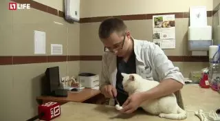 Российские ветеринары вживят коту из Казахстана 3D-лапы